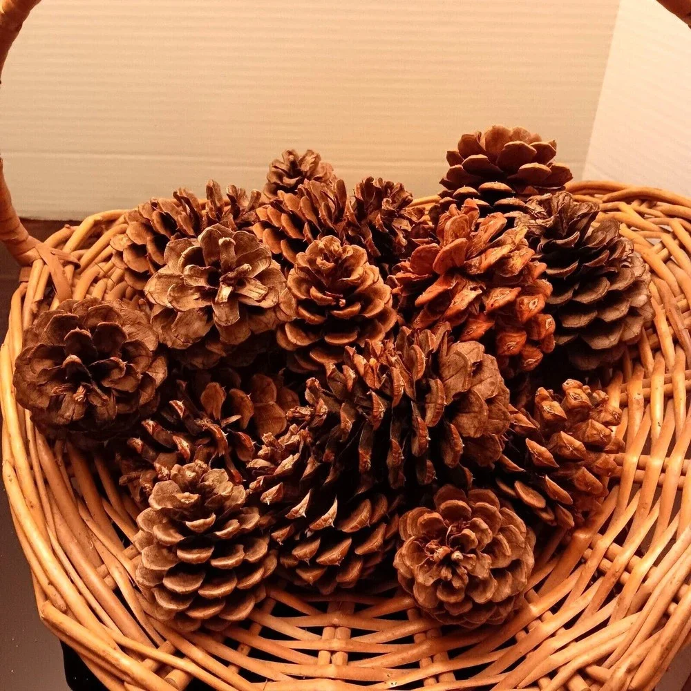 Pine Cones, Assortment of 25 for Decor Projects/Crafts, Natural, Most 4